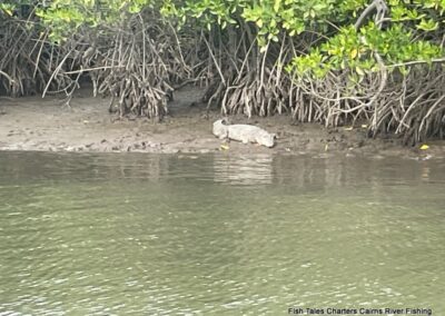 Saltwater Crocodile x