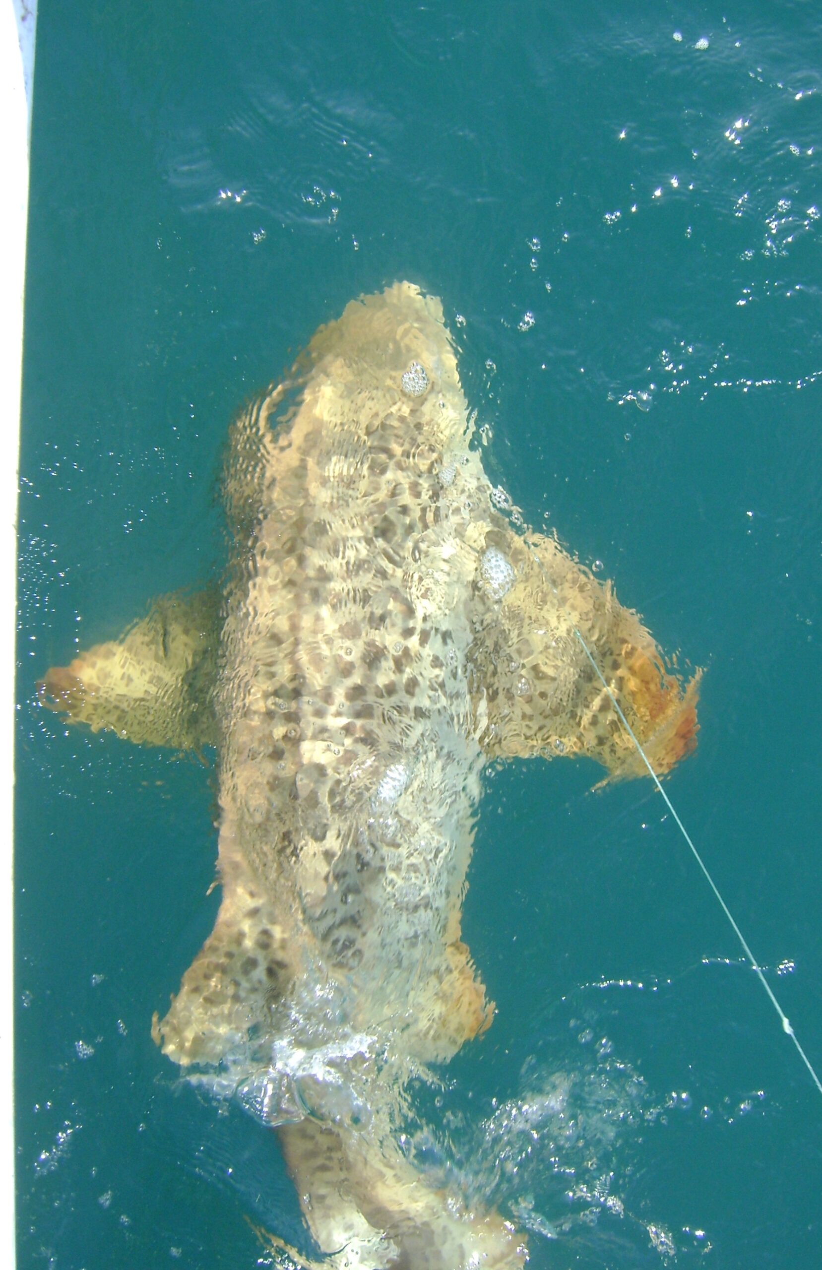 Showing a caught Leopard Shark while fishing in the Mulgrave & Russell Rivers and Mutchero Inlet waterways.