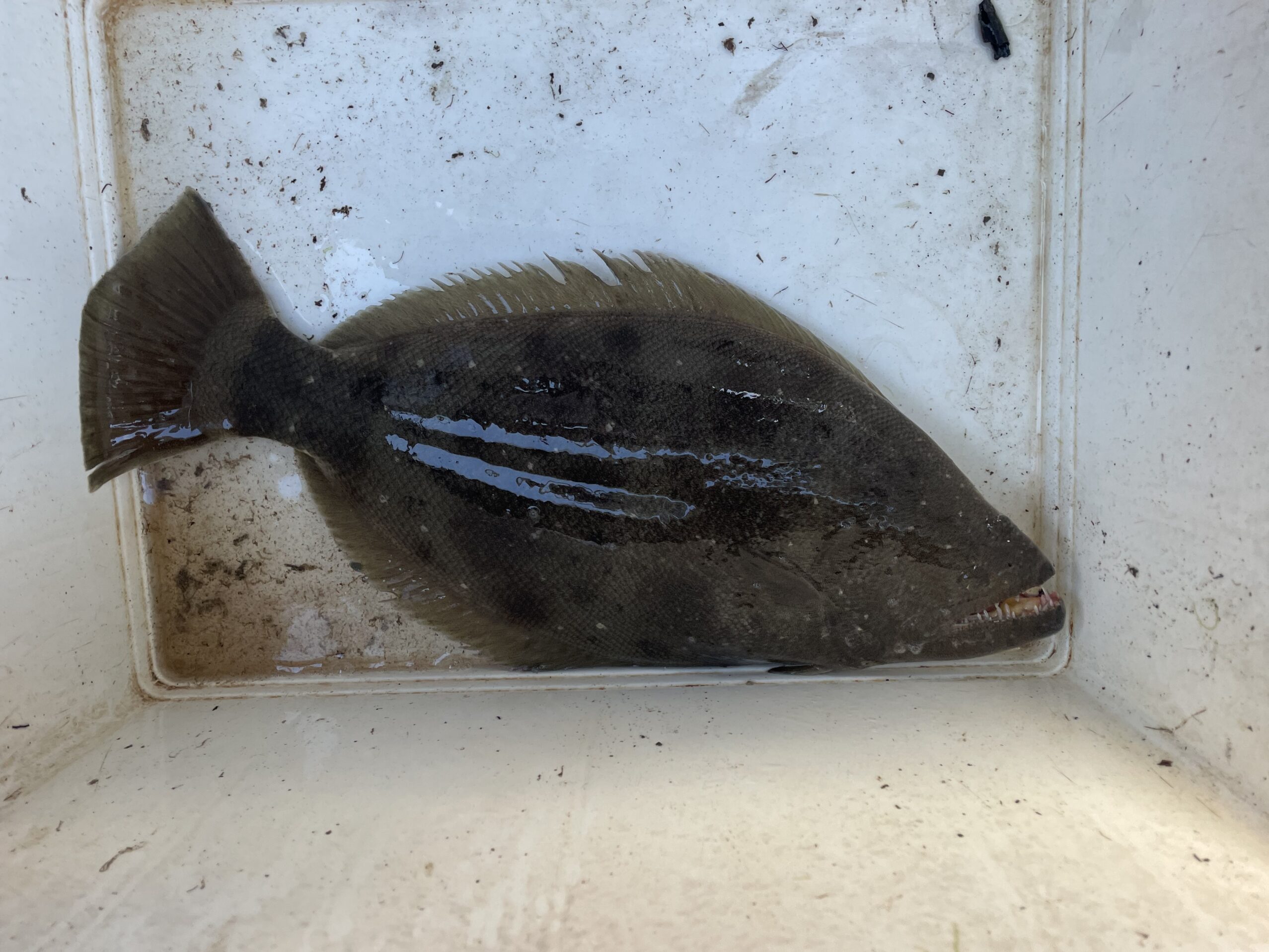 An Australian Halibut an extremely rare fish species from Trinity Inlet, Cairns